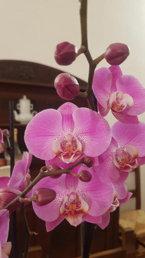 פאנזאנו Ginevra Casa Vacanze מראה חיצוני תמונה