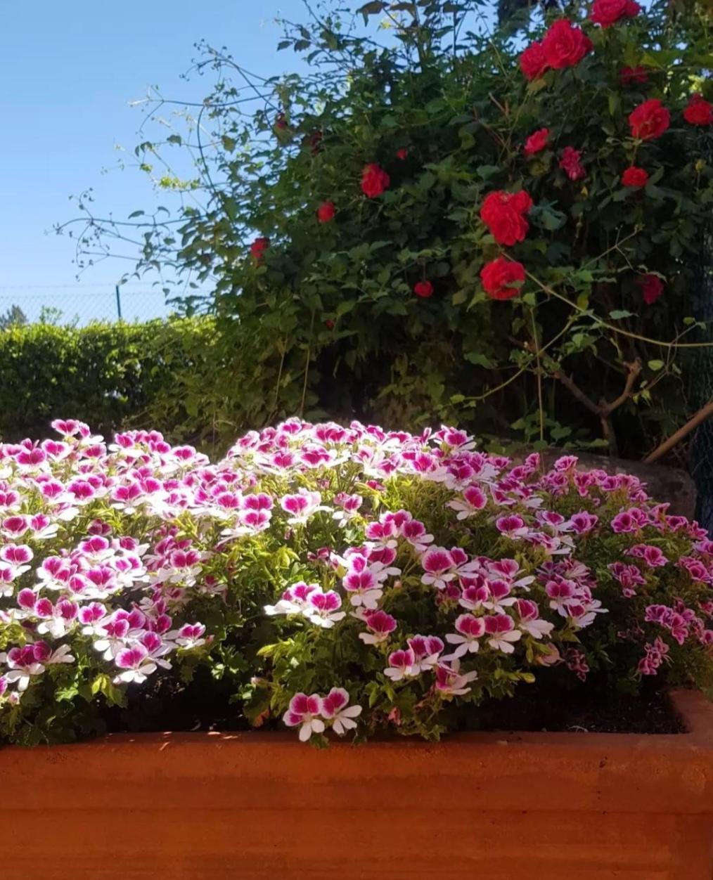 פאנזאנו Ginevra Casa Vacanze מראה חיצוני תמונה